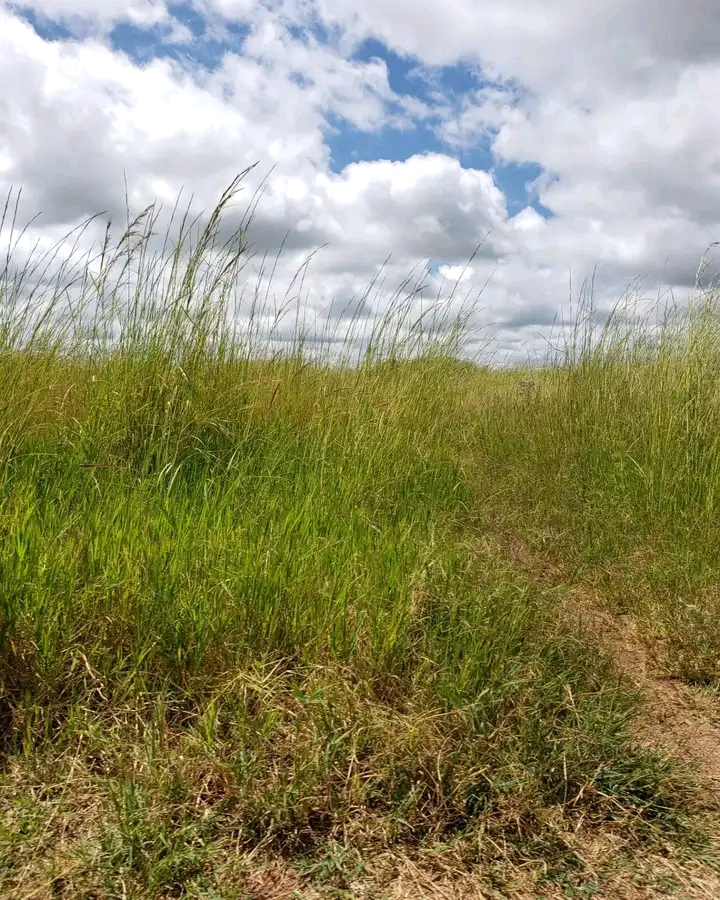 Westgate Sandton Commercial Stand Zimbabwe Property Seller